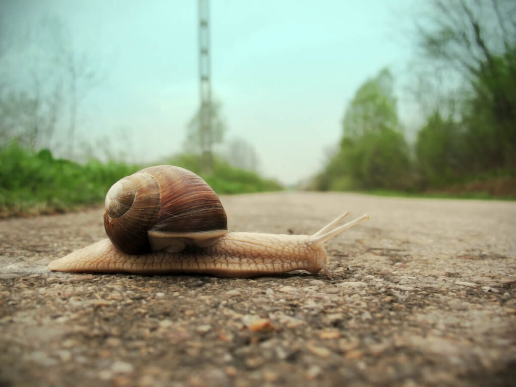 a snail taking it slow